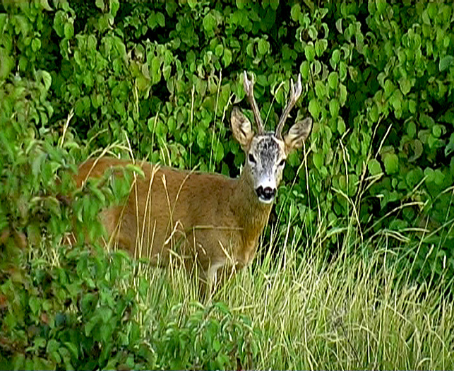 Il Capriolo